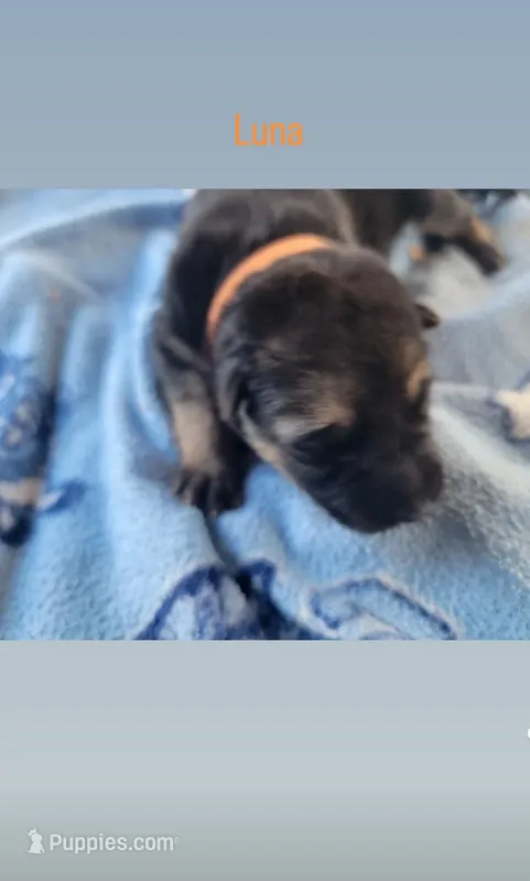 Luna – German Shepherd Dog puppy for sale in Gaffney, SC