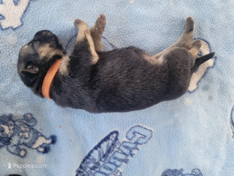 Luna – German Shepherd Dog puppy for sale in Gaffney, SC