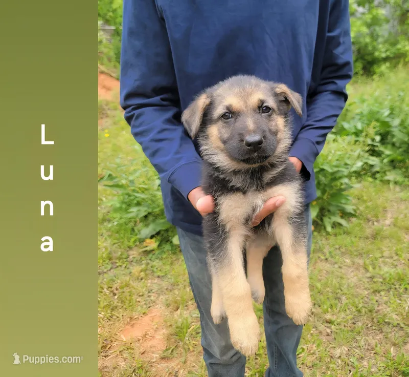 Luna – German Shepherd Dog puppy for sale in Gaffney, SC