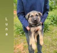 Luna, a female German Shepherd Dog for sale in Gaffney, SC – Photo 2 of 4