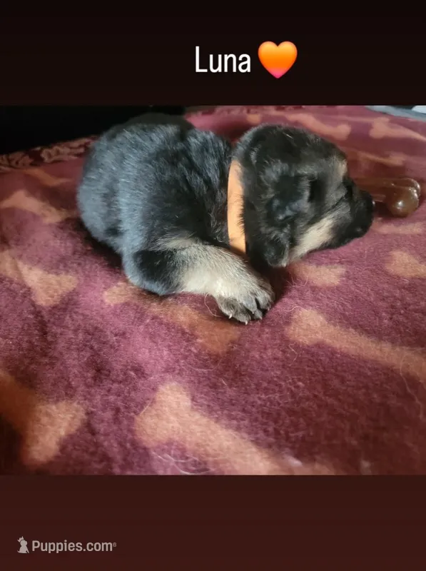 Luna – German Shepherd Dog puppy for sale in Gaffney, SC