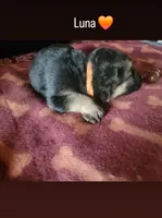 Luna, a female German Shepherd Dog for sale in Gaffney, SC – Photo 1 of 2