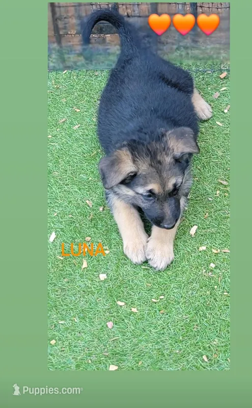 Luna – German Shepherd Dog puppy for sale in Gaffney, SC