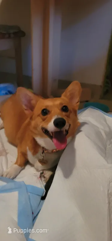 Spicey – Pembroke Welsh Corgi puppy for sale in Long Beach, CA