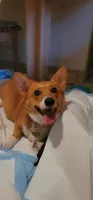 Spicey, a female Pembroke Welsh Corgi for sale in Long Beach, CA – 1 of 8
