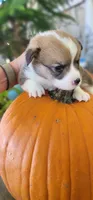 Puppies.. Sabashton is on hold🐶, a male Pembroke Welsh Corgi for sale in Long Beach, CA – 10 of 10