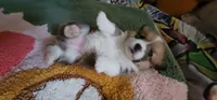 Tinkerbell 🧚‍♂️, a female Pembroke Welsh Corgi for sale in Long Beach, CA – 6 of 10