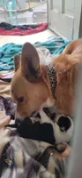 Goku, a male Pembroke Welsh Corgi for sale in Long Beach, CA – 5 of 8