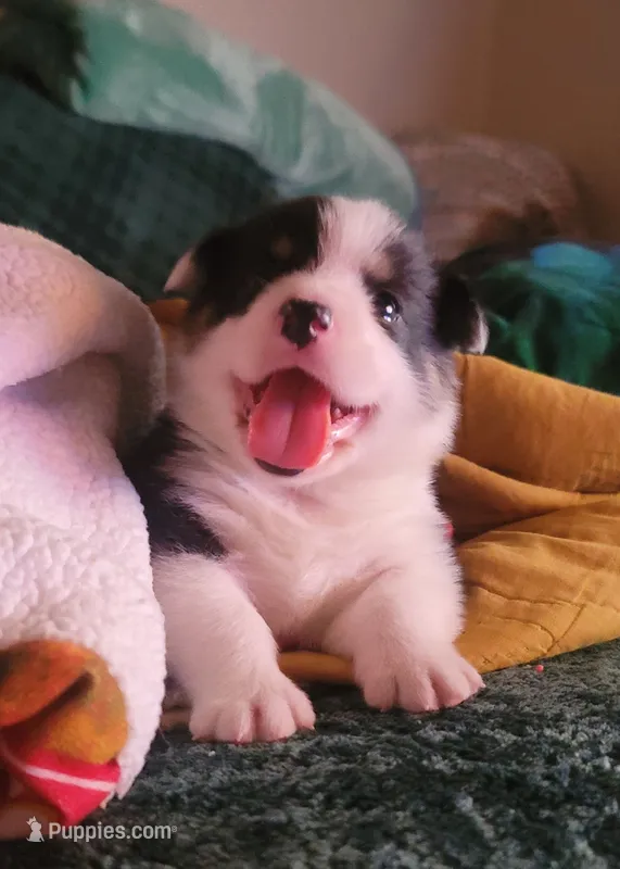 Goku – Pembroke Welsh Corgi puppy for sale in Long Beach, CA