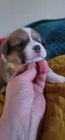 Starlight 🌟, a female Pembroke Welsh Corgi for sale in Long Beach, CA – 4 of 10