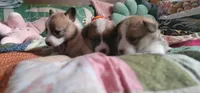 Vixey's Puppies..pics of Dam+Sire...🐶 included, a female Pembroke Welsh Corgi for sale in Long Beach, CA – 7 of 10