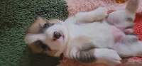 Pixie🧚‍♀️, a female Pembroke Welsh Corgi for sale in Long Beach, CA – 10 of 10