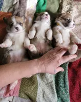 Vixey's Puppies..pics of Dam+Sire...🐶 included, a female Pembroke Welsh Corgi for sale in Long Beach, CA – 5 of 10