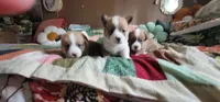Vixey's Puppies..pics of Dam+Sire...🐶 included, a female Pembroke Welsh Corgi for sale in Long Beach, CA – 9 of 10
