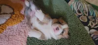 Ivy 🍃, a female Pembroke Welsh Corgi for sale in Long Beach, CA – 6 of 10
