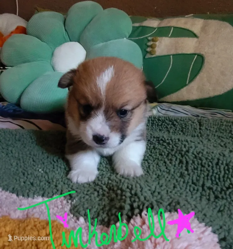 Tinkerbell 🧚‍♂️ – Pembroke Welsh Corgi puppy for sale in Long Beach, CA