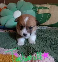 Tinkerbell 🧚‍♂️, a female Pembroke Welsh Corgi for sale in Long Beach, CA – 1 of 10