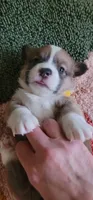 Starlight 🌟, a female Pembroke Welsh Corgi for sale in Long Beach, CA – 3 of 10