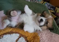Tinkerbell 🧚‍♂️, a female Pembroke Welsh Corgi for sale in Long Beach, CA – 8 of 10