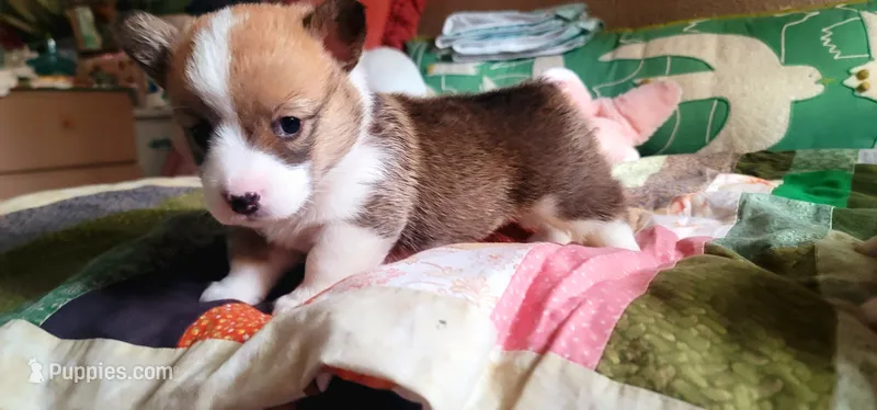 Pixie🧚‍♀️ – Pembroke Welsh Corgi puppy for sale in Long Beach, CA
