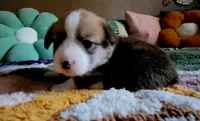 Ivy 🍃, a female Pembroke Welsh Corgi for sale in Long Beach, CA – 10 of 10
