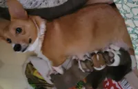 Puppies.. Sabashton is on hold🐶, a male Pembroke Welsh Corgi for sale in Long Beach, CA – 7 of 10