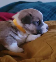 Starlight 🌟, a female Pembroke Welsh Corgi for sale in Long Beach, CA – 10 of 10