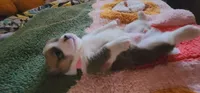 Pixie🧚‍♀️, a female Pembroke Welsh Corgi for sale in Long Beach, CA – 3 of 10