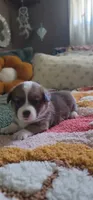 Starlight 🌟, a female Pembroke Welsh Corgi for sale in Long Beach, CA – 7 of 10
