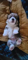 Tinkerbell 🧚‍♂️, a female Pembroke Welsh Corgi for sale in Long Beach, CA – 4 of 10