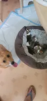Spicey, a female Pembroke Welsh Corgi for sale in Long Beach, CA – 4 of 8