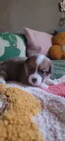 Starlight 🌟, a female Pembroke Welsh Corgi for sale in Long Beach, CA – 5 of 10