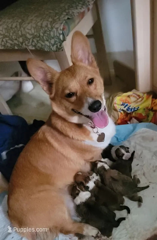 Spicey – Pembroke Welsh Corgi puppy for sale in Long Beach, CA