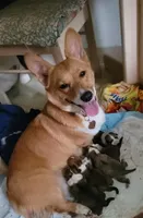 Spicey, a female Pembroke Welsh Corgi for sale in Long Beach, CA – 3 of 8