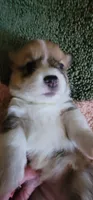 Tinkerbell 🧚‍♂️, a female Pembroke Welsh Corgi for sale in Long Beach, CA – 9 of 10
