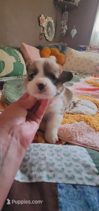 Pixie🧚‍♀️ – Pembroke Welsh Corgi puppy for sale in Long Beach, CA