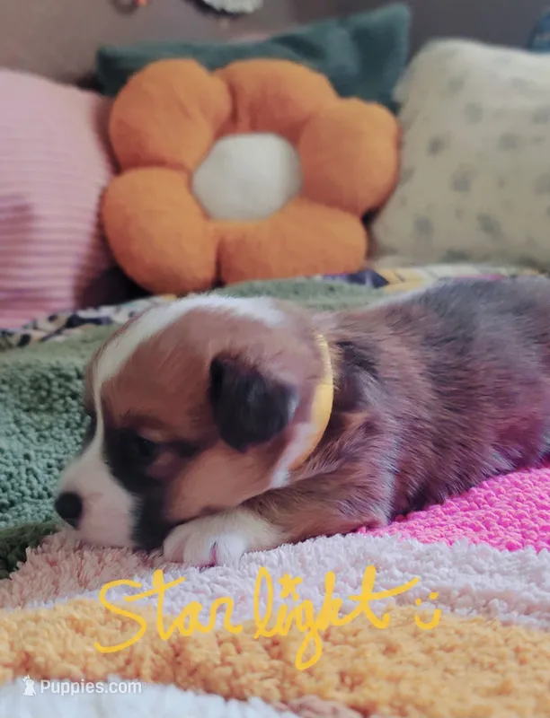 Starlight 🌟 – Pembroke Welsh Corgi puppy for sale in Long Beach, CA