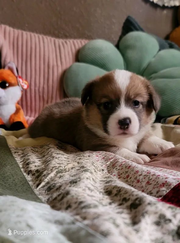 Starlight 🌟 – Pembroke Welsh Corgi puppy for sale in Long Beach, CA