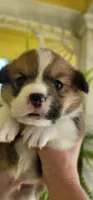 Puppies.. Sabashton is on hold🐶, a male Pembroke Welsh Corgi for sale in Long Beach, CA – 9 of 10