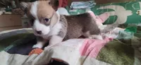 Vixey's Puppies..pics of Dam+Sire...🐶 included, a female Pembroke Welsh Corgi for sale in Long Beach, CA – 8 of 10