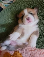 Ivy 🍃, a female Pembroke Welsh Corgi for sale in Long Beach, CA – 4 of 10