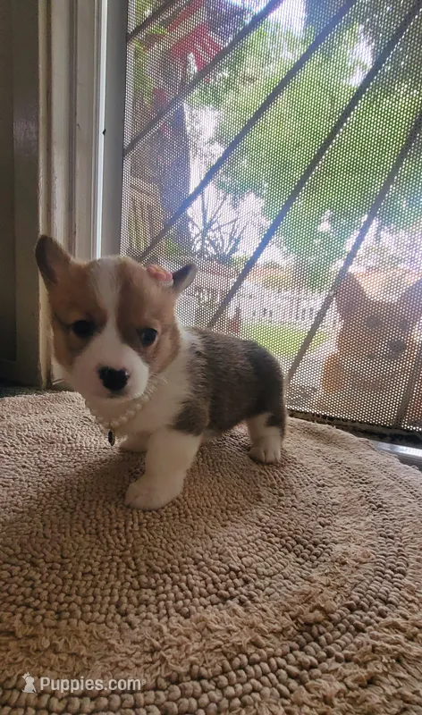 Pixie🧚‍♀️ – Pembroke Welsh Corgi puppy for sale in Long Beach, CA