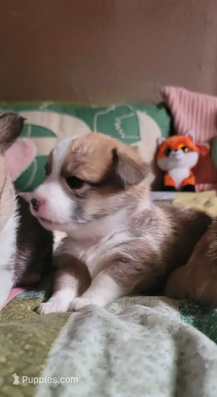Ivy 🍃 – Pembroke Welsh Corgi puppy for sale in Long Beach, CA