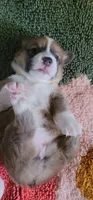 Starlight 🌟, a female Pembroke Welsh Corgi for sale in Long Beach, CA – 8 of 10