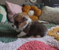 Tinkerbell 🧚‍♂️, a female Pembroke Welsh Corgi for sale in Long Beach, CA – 5 of 10