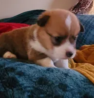 Tinkerbell 🧚‍♂️, a female Pembroke Welsh Corgi for sale in Long Beach, CA – 2 of 10