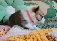 Pixie🧚‍♀️, a female Pembroke Welsh Corgi for sale in Long Beach, CA – 4 of 10