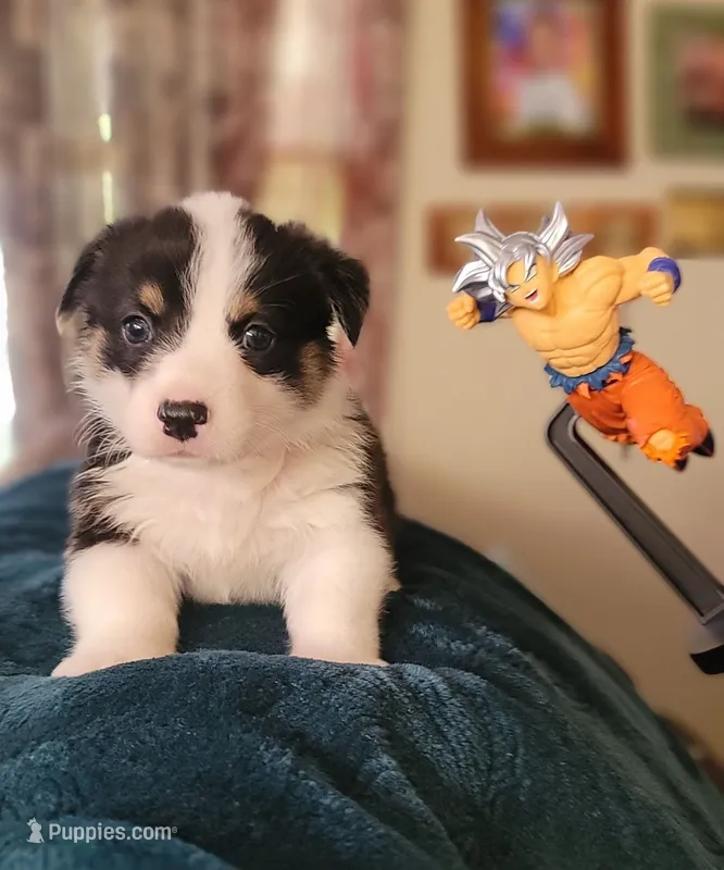 Goku – Pembroke Welsh Corgi puppy for sale in Long Beach, CA