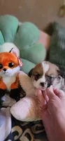 Puppies.. Sabashton is on hold🐶, a male Pembroke Welsh Corgi for sale in Long Beach, CA – 2 of 10