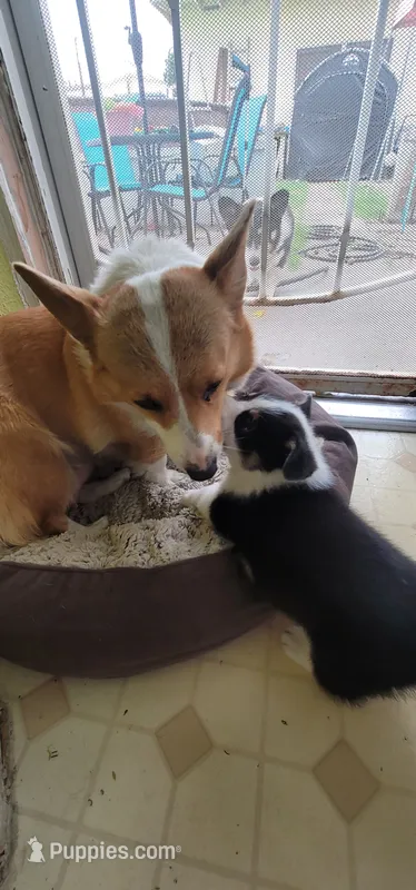 Goku 🧸🇺🇸 – Pembroke Welsh Corgi puppy for sale in Long Beach, CA